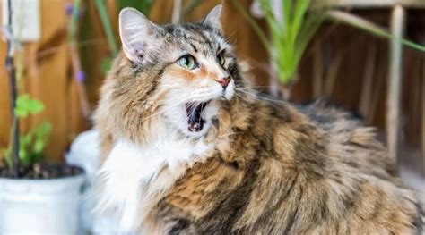 Maine Coon Calico Cat Mix Information Facts Traits And More Love Your Cat