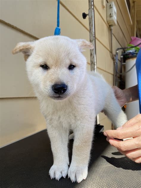 Shiba inu puppies for sale in michigan select a breed. Shiba Inu Puppies For Sale | Honolulu, HI #326693
