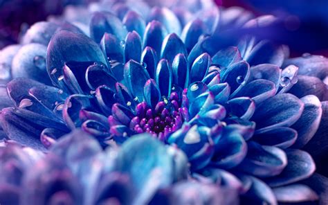 blue flower wallpaper 4k macro vivid closeup photography