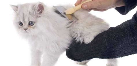 Pembahasan Lengkap Pengertian Grooming Kucing Cek Disini