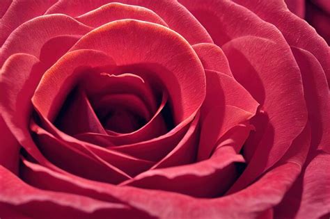Premium Photo Beautiful Pink Rose Bud With Rose Petals And Veins