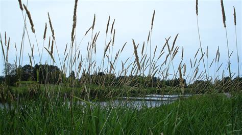 Reed Canary Grass An Invasive Species Gardendi