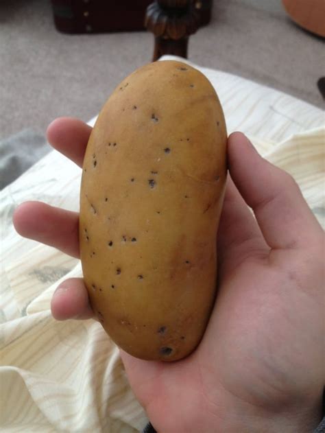 This Rock Looks Like A Potato Rmildlyinteresting