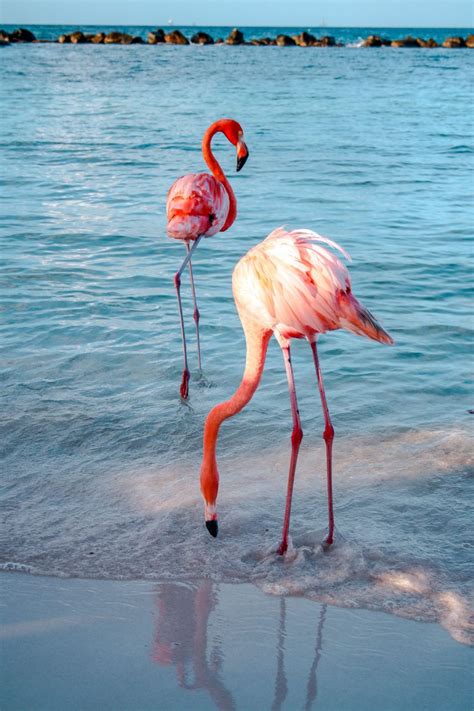 Flamingo Beach The Ultimate Guide To Visiting Arubas Famous Attraction