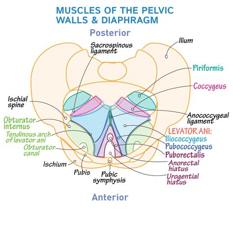 Gross Anatomy Glossary Pelvic Walls And Diaphragm Ditki Medical