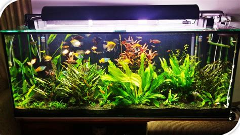 Quick Video On My Aquarium Plant Flowering For The First Time Youtube