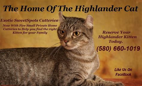 Home Of The Highlander Highlander Cat Cats Cats And Kittens