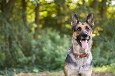 Top 5 Best Dog Collar For German Shepherd Reviews
