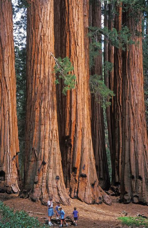 Giant Sequoia Kids Britannica Kids Homework Help