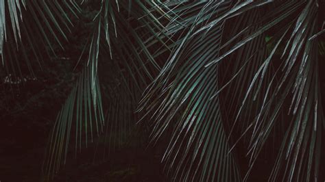 Dark Jungle Wallpapers Top Free Dark Jungle Backgrounds Wallpaperaccess