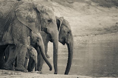 Beautiful Elephant Photography