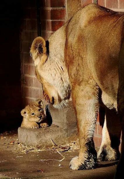 Schön, dass du hier bist! Pin di Enchanting Journeys su The amazing Animal World nel ...