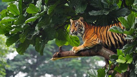 टाइगर हरे रंग की पत्तियों में पेड़ की शाखा पर बैठा है पृष्ठभूमि बाघ