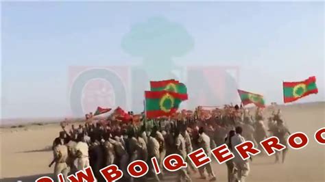New Oromo Music Abo Wbo Qeerroo Maaltu Caalaa Youtube