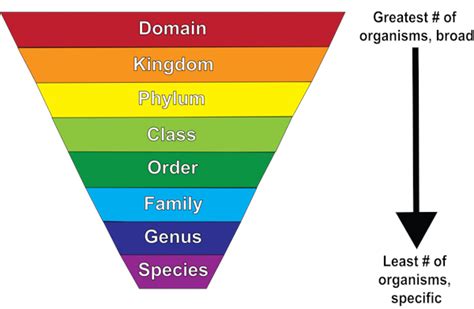 What Is The Term For Classifying And Grouping Organisms