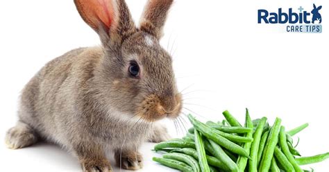 Can Rabbits Eat Green Beans — Rabbit Care Tips