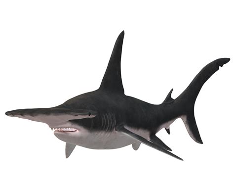 Hammer Head Shark isolated on a Transparent Background 23839403 PNG