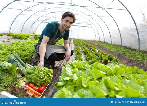 Young Attractive Farmer Harvesting Vegetables Stock Photo Image Of