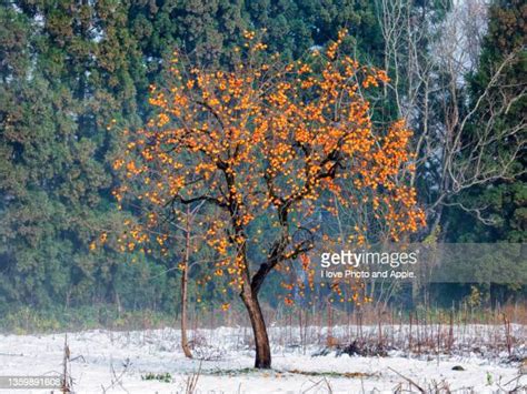 Japanese Persimmon Tree Photos And Premium High Res Pictures Getty Images