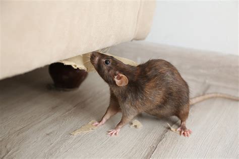 Is That A Rat Or A Mouse And Why It Matters Rodent Control