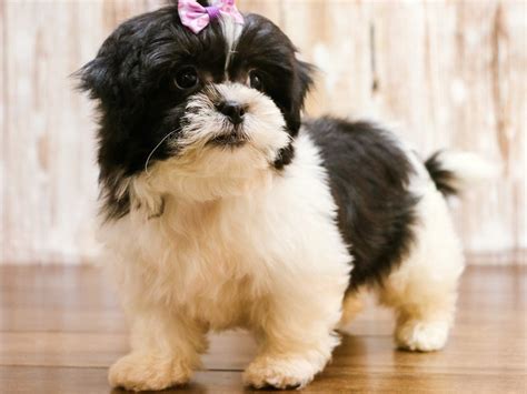 Lhasa Poo Poodle Lhasa Apso Dog Female Black And White 2197912 Pets