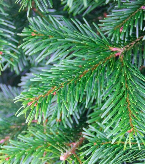 Pot Grown Nordmann Fir Dartmoor Christmas Trees