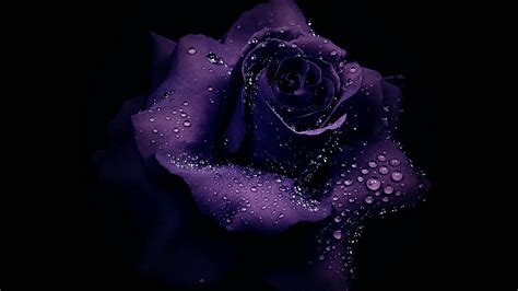 Find & download free graphic resources for black background. Purple Rose In Black Background HD Purple Wallpapers | HD ...