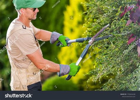 Caucasian Male Gardener Trimming Bushes Shrubs Stock Photo Edit Now Hedge Shears