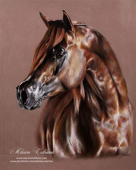139 Tubiana Marion Pastels Et Photographies Equine Artwork Horse