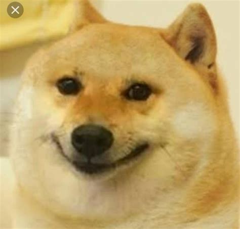 Here's our collection of 40+ doge meme templates 2020. doge funny face - Meme Templates House