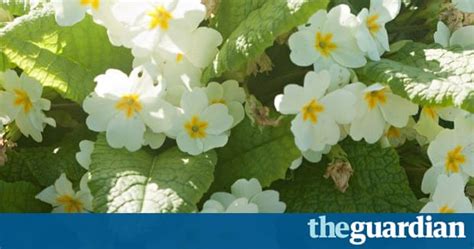A Beginners Guide To Spring Foraging Life And Style The Guardian