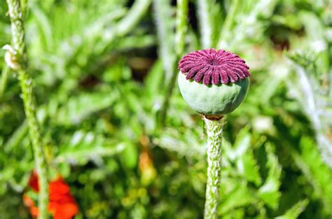 Imagen Gratis Flor Hoja Verano Naturaleza Amapola Planta Al Aire