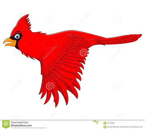 Flying Cardinal Bird Stock Vector Illustration Of Wild 67075085