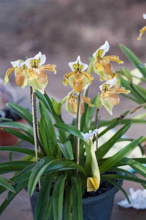 How To Take Care Of Orchids Indoors