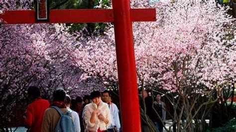 Sydney Is Getting Its Own Cherry Blossom Festival Hit Network