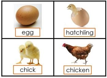 Chickens (gallus gallus domesticus) are one of the most widespread domestic animals found on the earth. Life Cycle of a Chicken by Sheila Melton | Teachers Pay ...