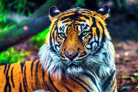 Majestic Sumatran Tiger Photograph By Garry Gay Fine Art America