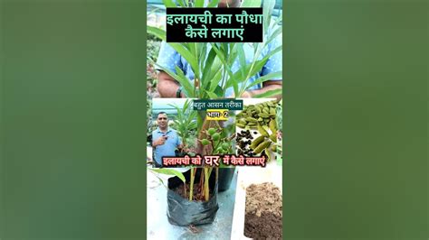 इलायची का पौधा घर में कैसे लगाएं Elaichi Plant Propagation Youtube