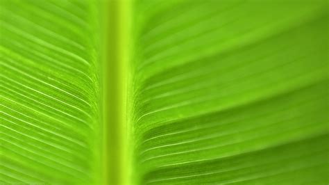 banana leaf backgrounds pixelstalknet