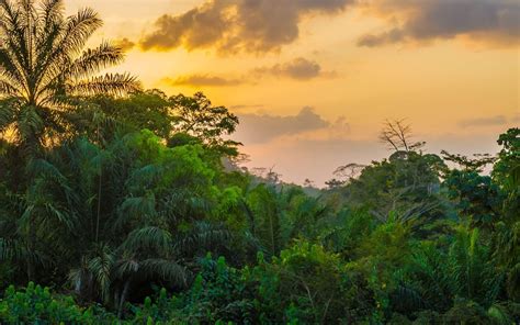 Les Forêts Tropicales Relâcheront Du Co2 Si Les Températures Dépassent