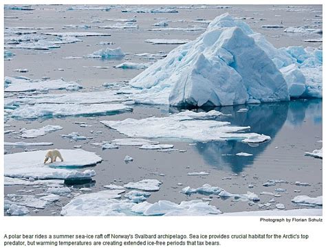 Northwest Passage 2012 Dot Com Polar Bears On Thin Polar Ice