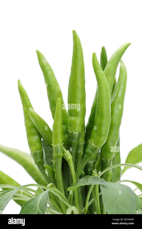 Green Chili Pepper Plants Isolated On White Background Stock Photo Alamy