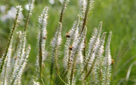 'diana' has pure white, slender flower spikes which appear during late summer and last well into the autumn. Veronicastrum virginicum 'Diana' - Kandelaber-Ehrenpreis