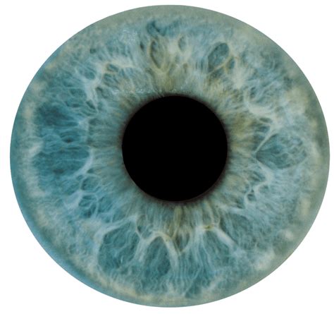 Blue Iris Eye Cheapest Retailers Save 54 Jlcatjgobmx
