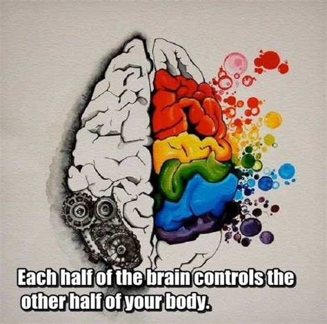 Facts You Didn T Know About Your Brain 25 Pics