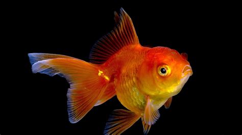 Goldfish Full Hd Wallpaper And Background Image 1920x1080 Id379320