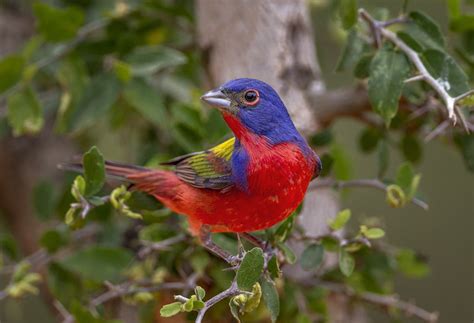 In Search Of The Painted Bunting Finding North Americas Most