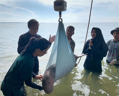 Orphaned Baby Dugong Becomes Face Of Thai Sea Conservation Video