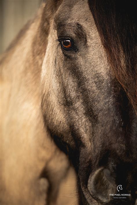 The Rare Poitevin Mulassier — Forgotten Horses By The Pixel Nomad