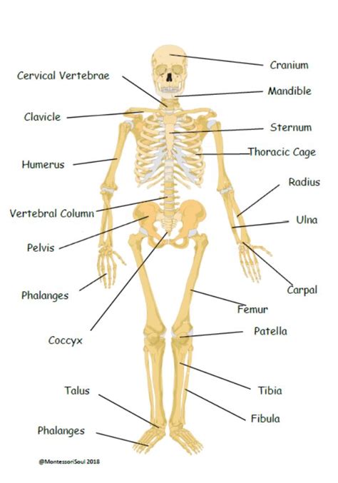 Human Skeleton With Scientific Labels Montessorisoul